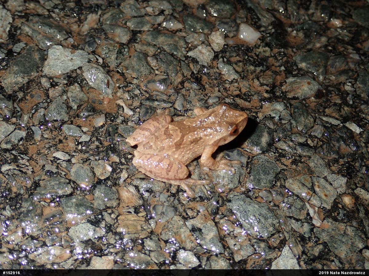 Spring Peeper