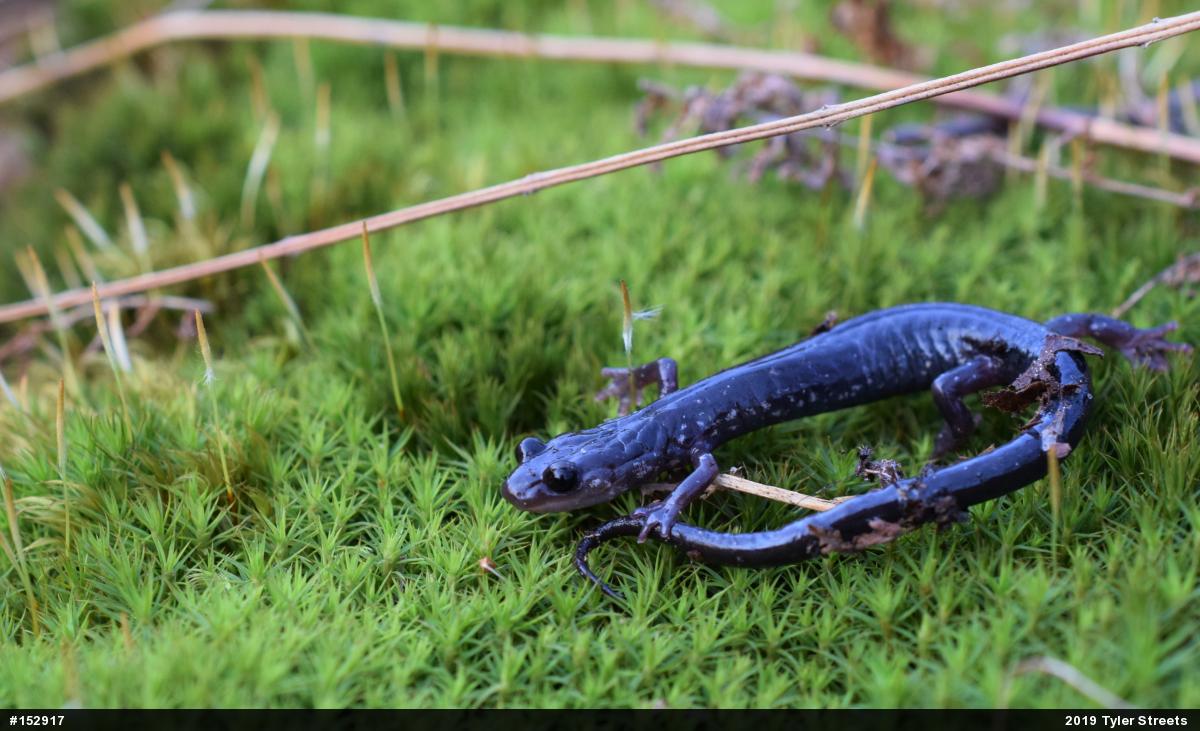Wehrle's Salamander