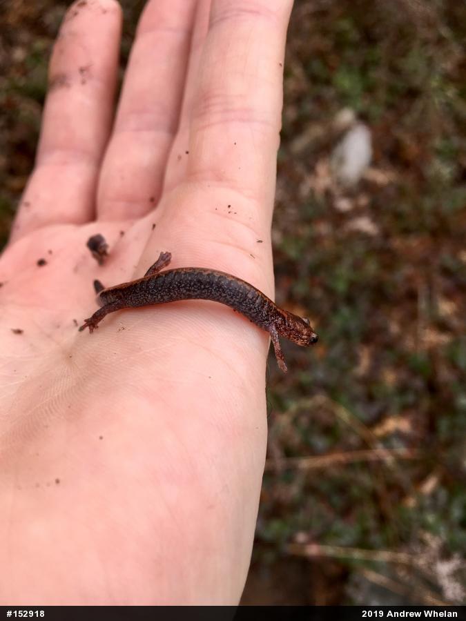 Eastern Red-backed  Salamander