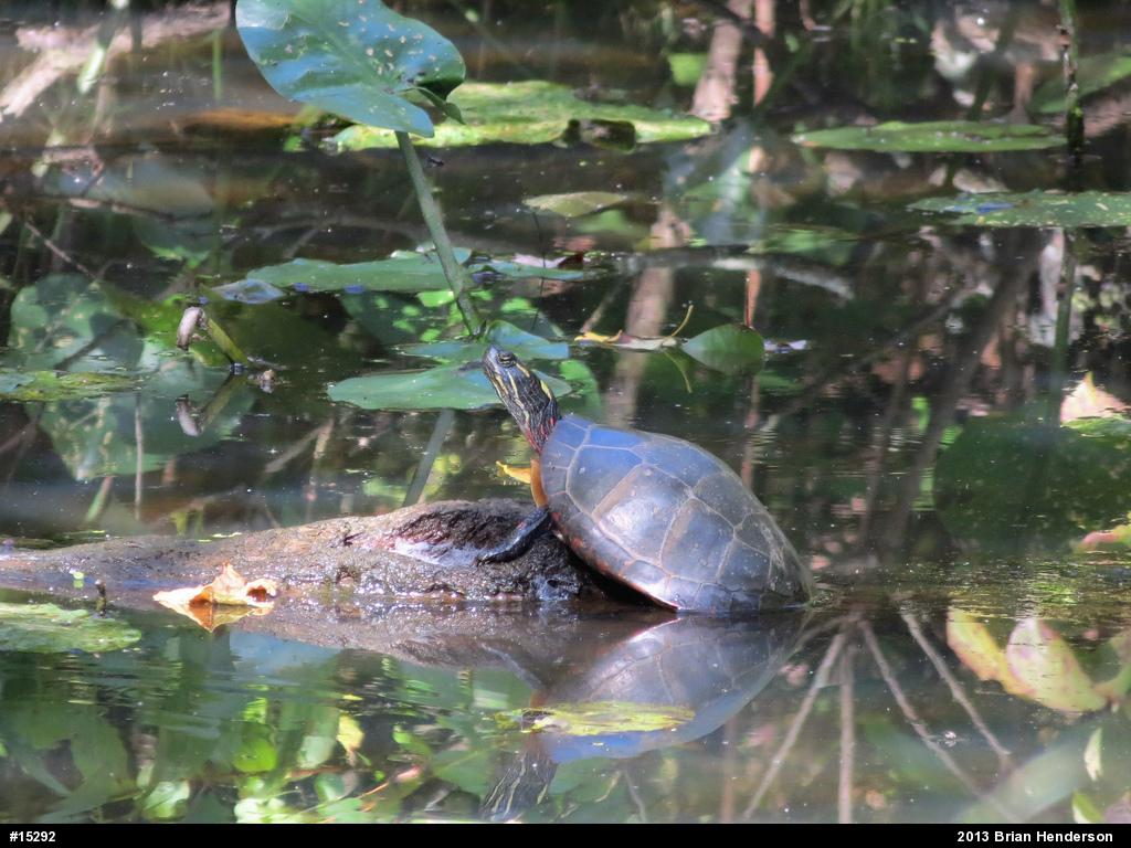 Eastern Painted Turtle