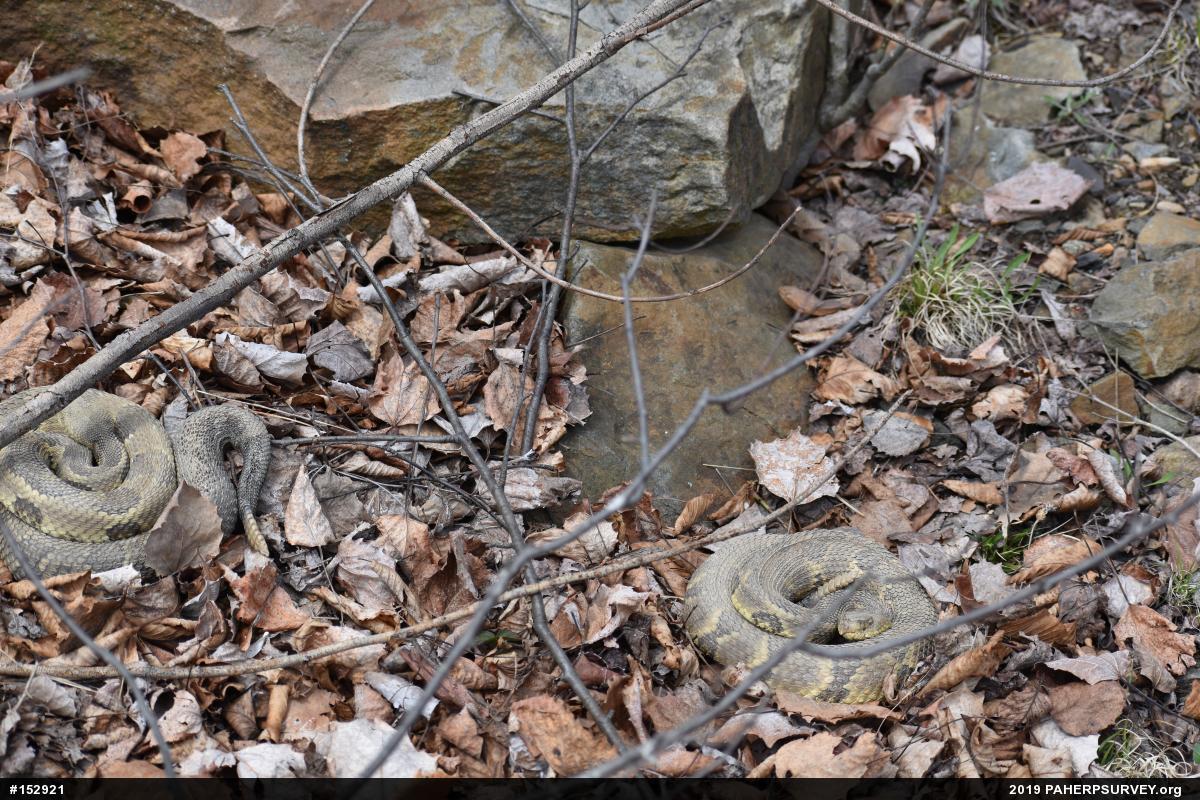 Northern Copperhead