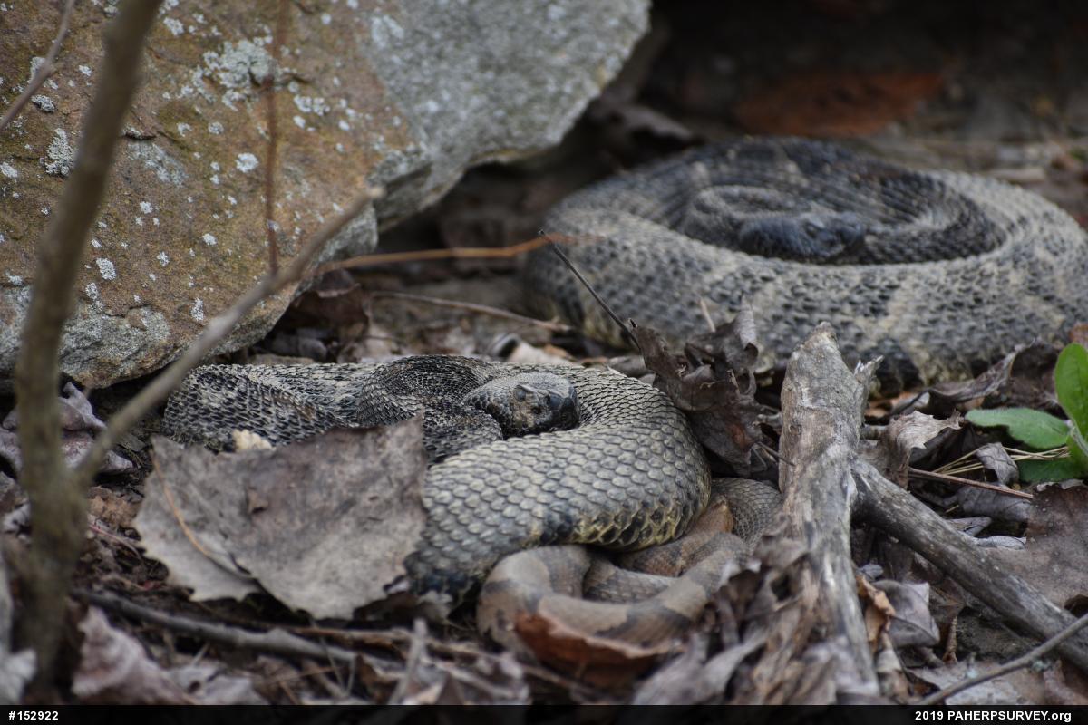 Northern Copperhead