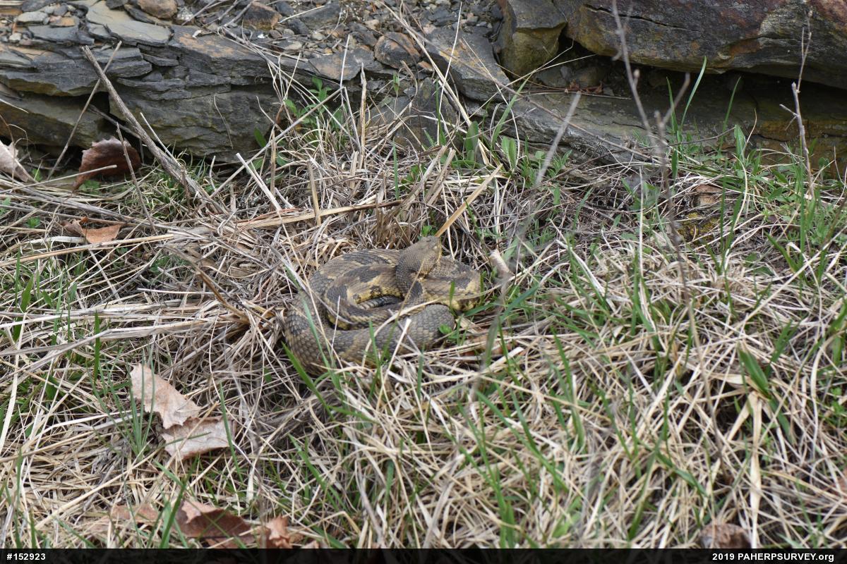 Timber Rattlesnake