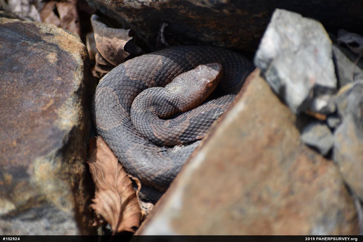 Northern Copperhead