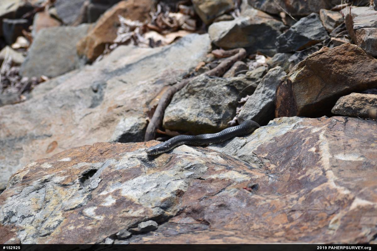 Eastern Ratsnake