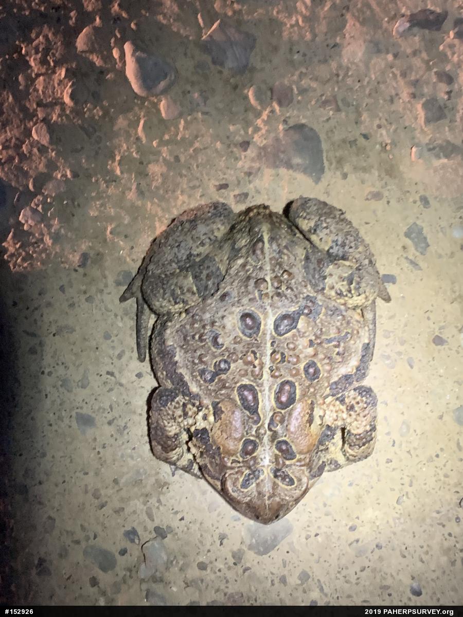Eastern American Toad