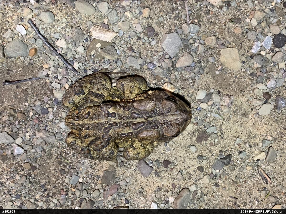 Eastern American Toad