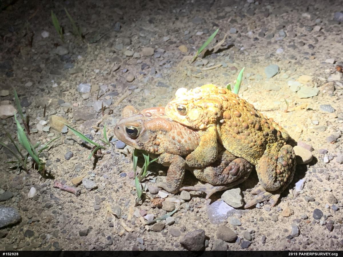 Eastern American Toad
