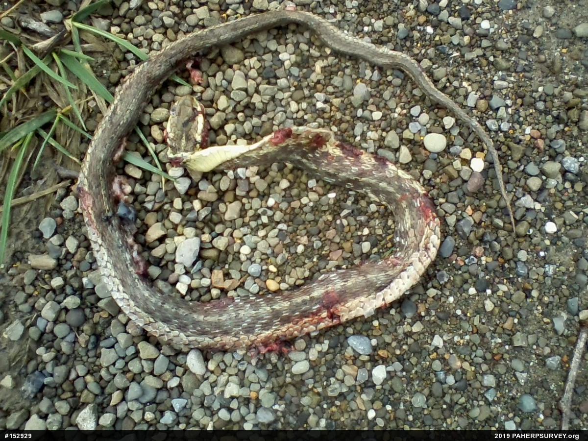 Eastern Gartersnake