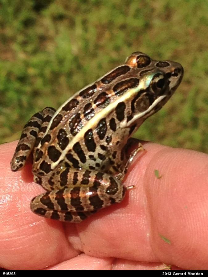 Pickerel Frog