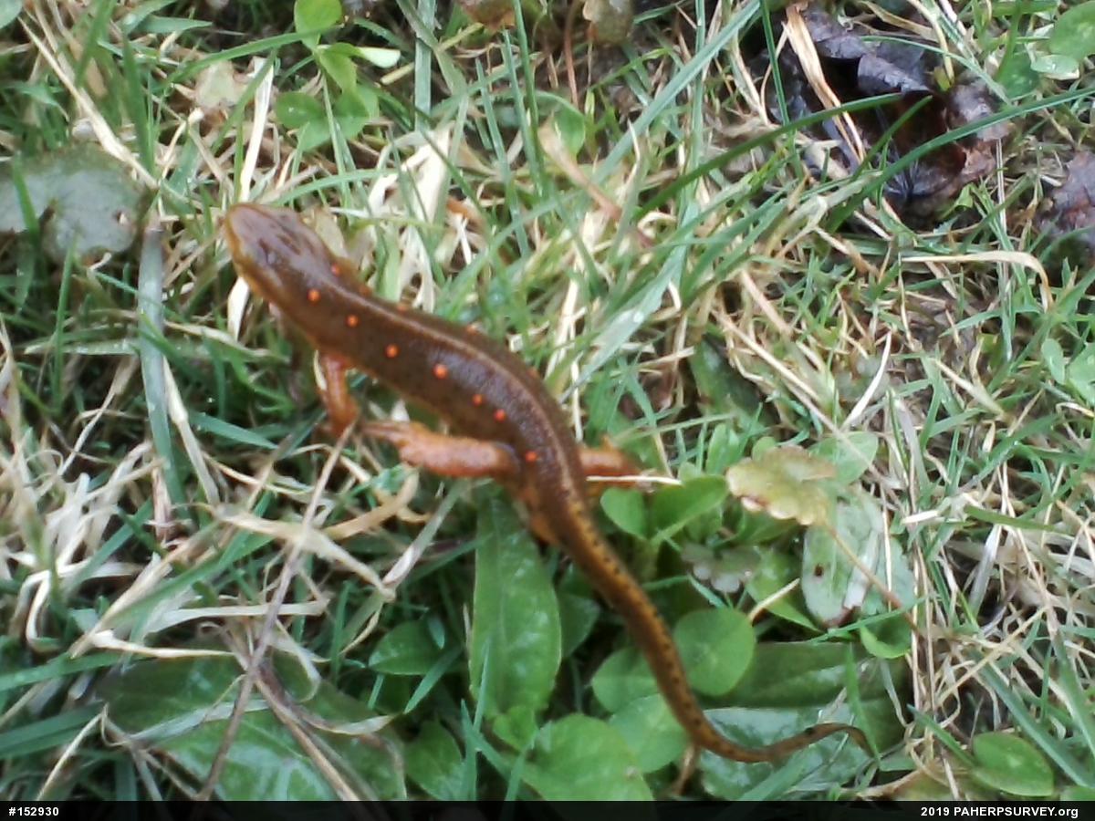 Red-spotted Newt