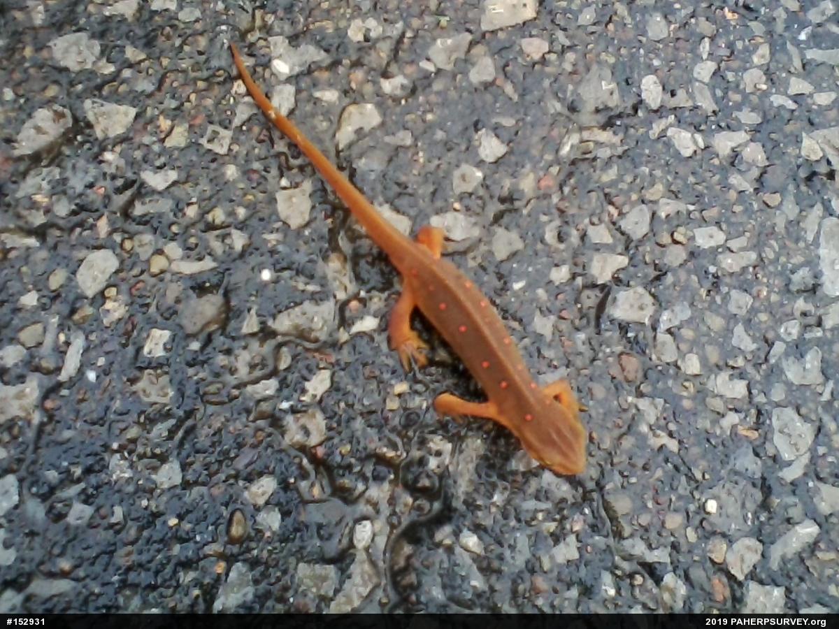 Red-spotted Newt
