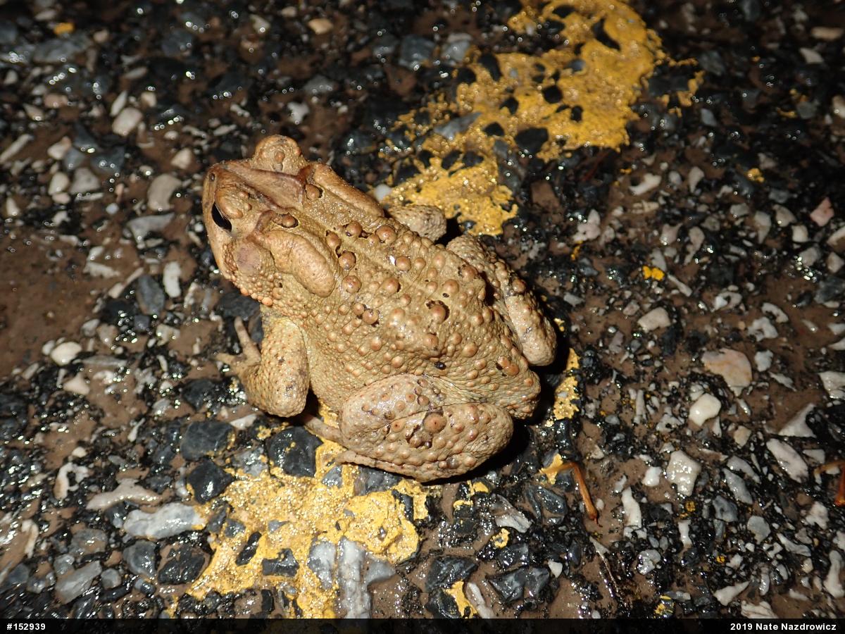 Eastern American Toad
