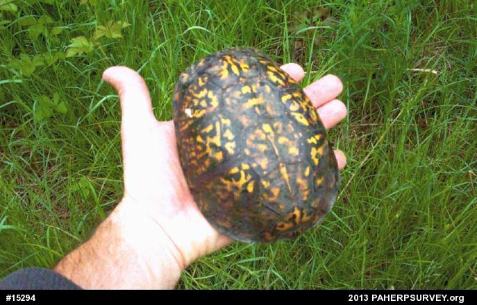 Eastern Box Turtle