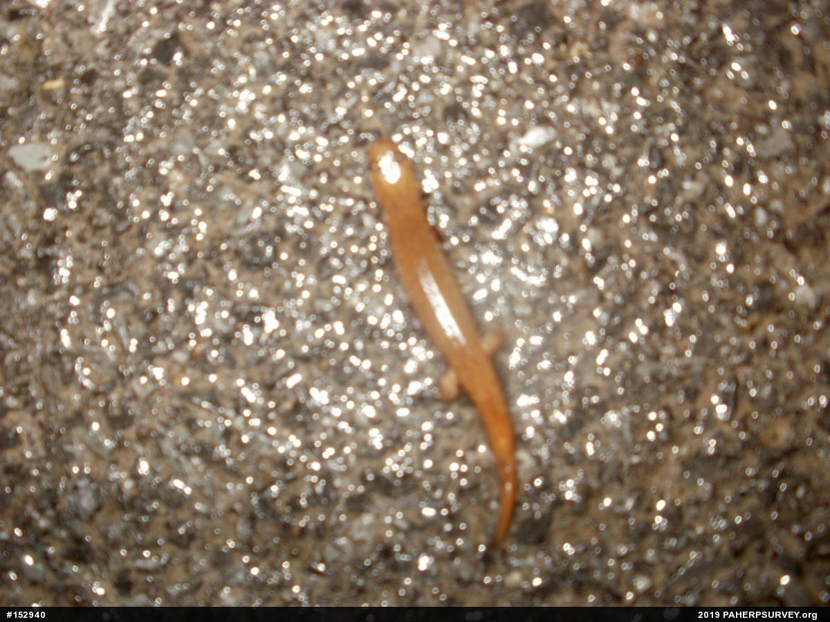 Northern Dusky Salamander