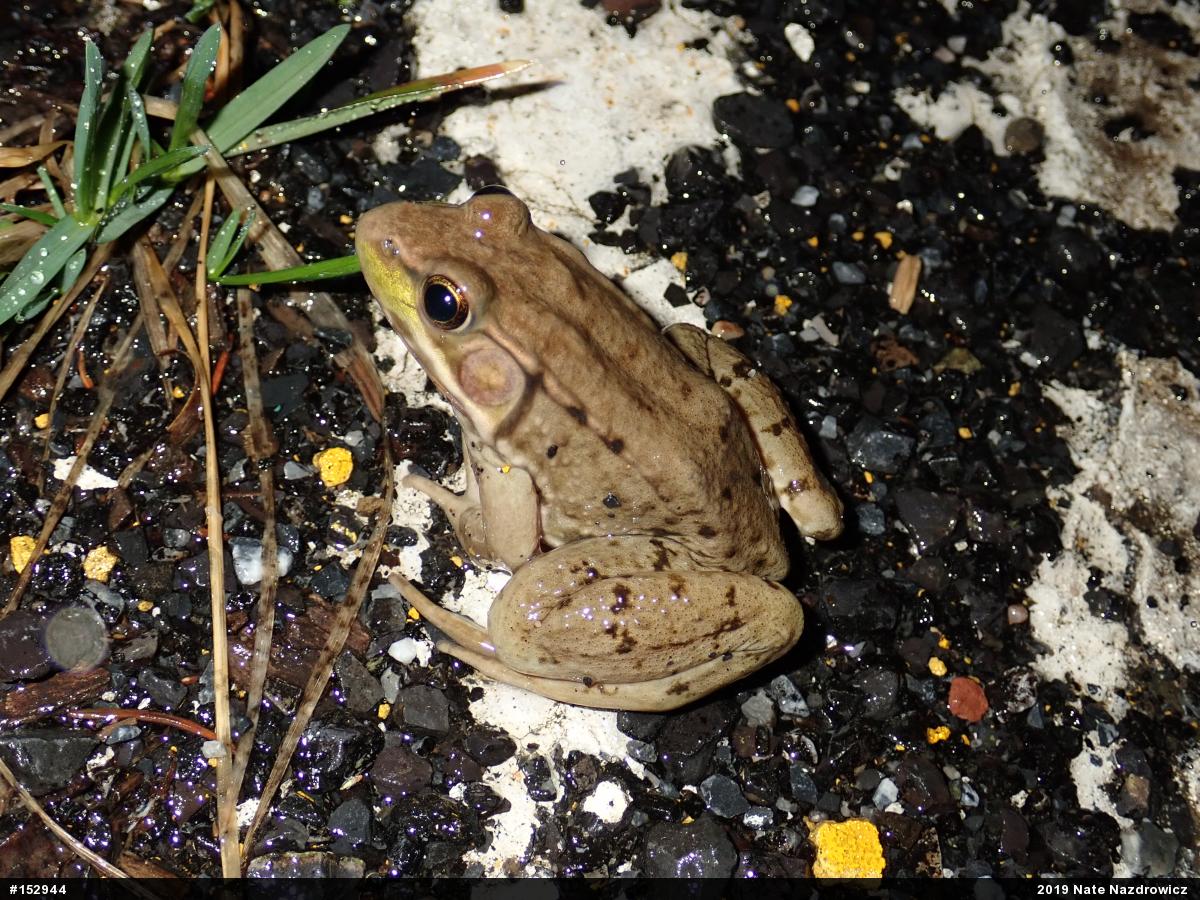 Green Frog