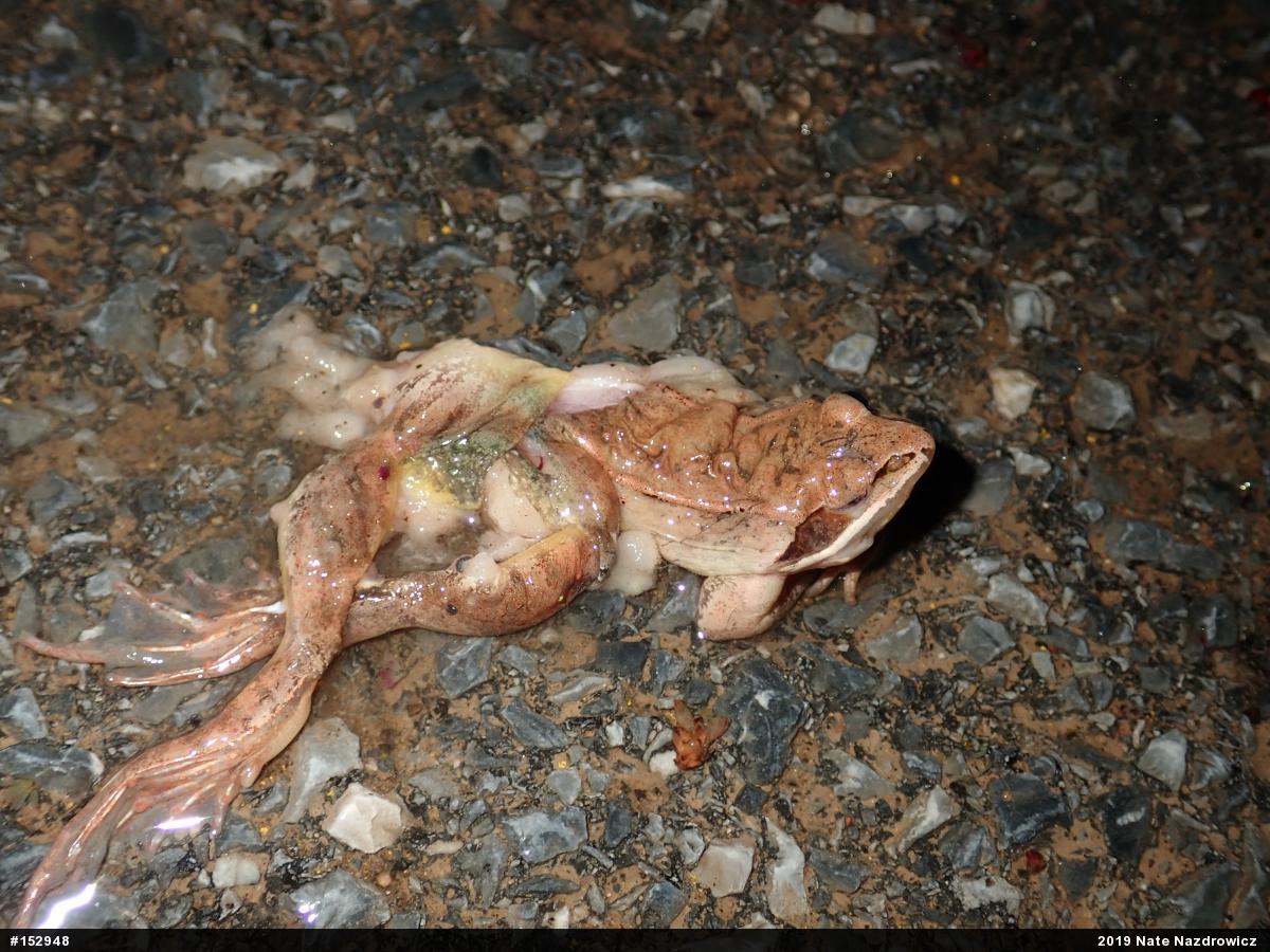 Wood Frog