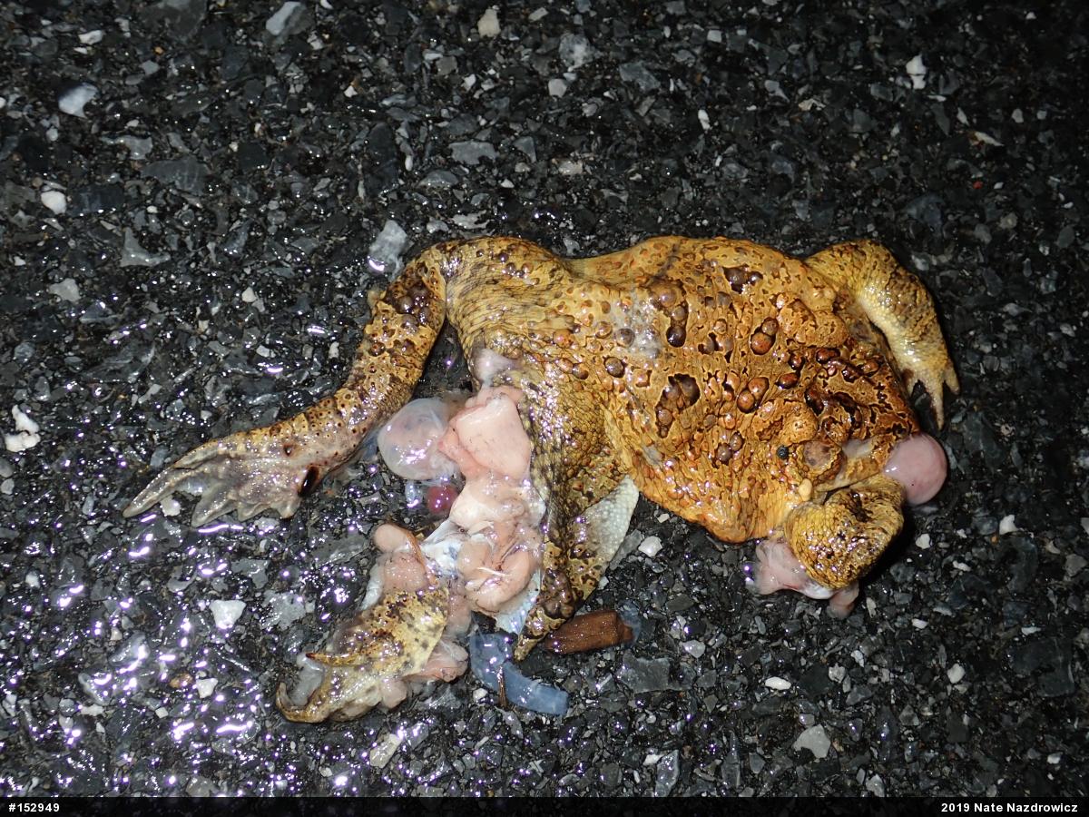 Eastern American Toad