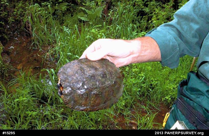 Wood Turtle