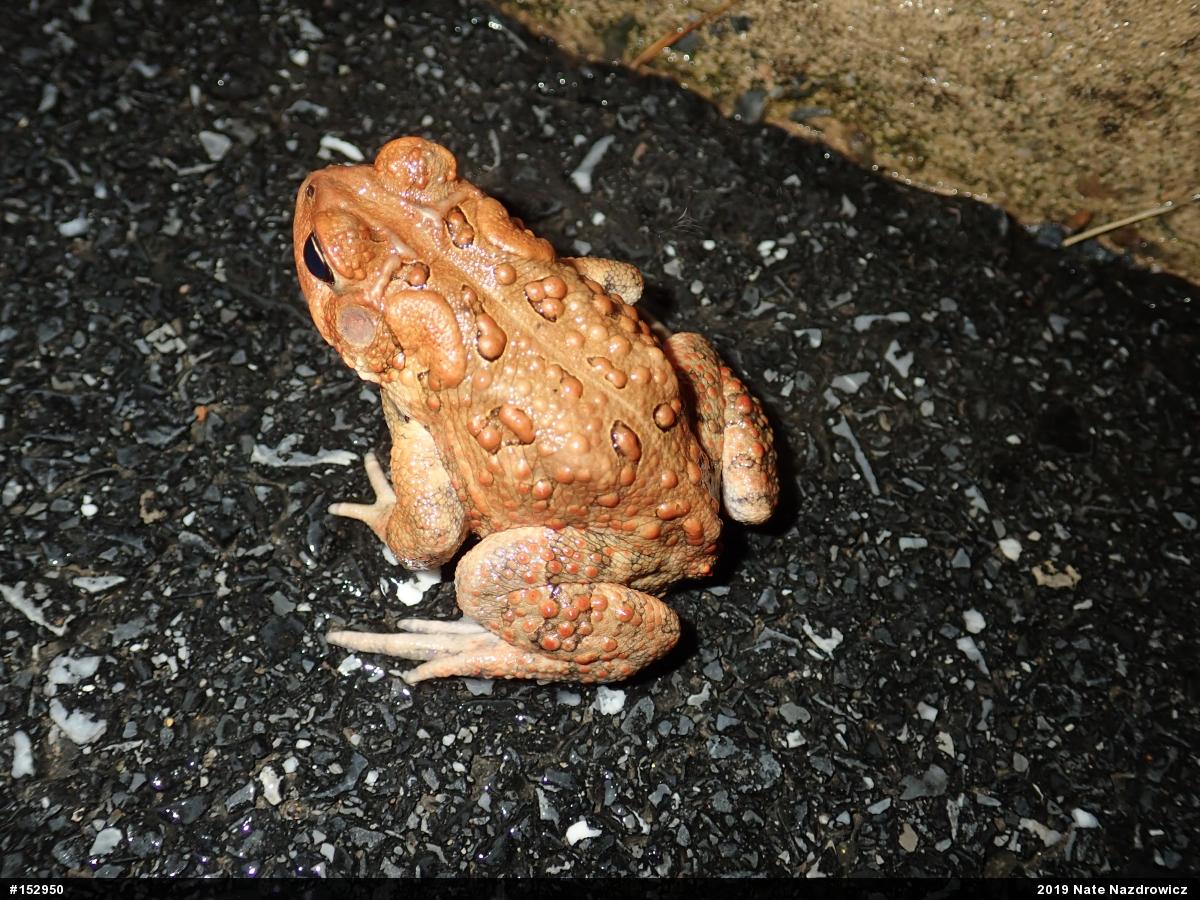 Eastern American Toad
