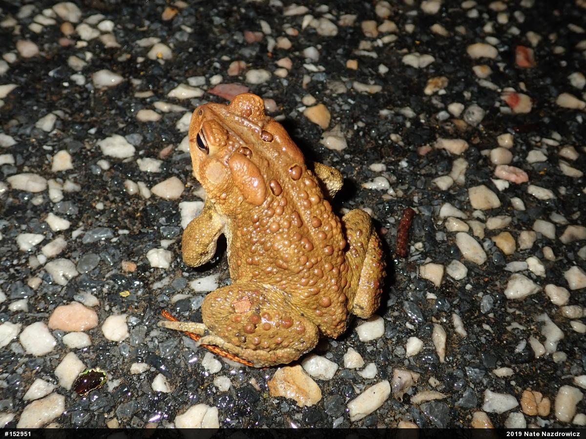 Eastern American Toad