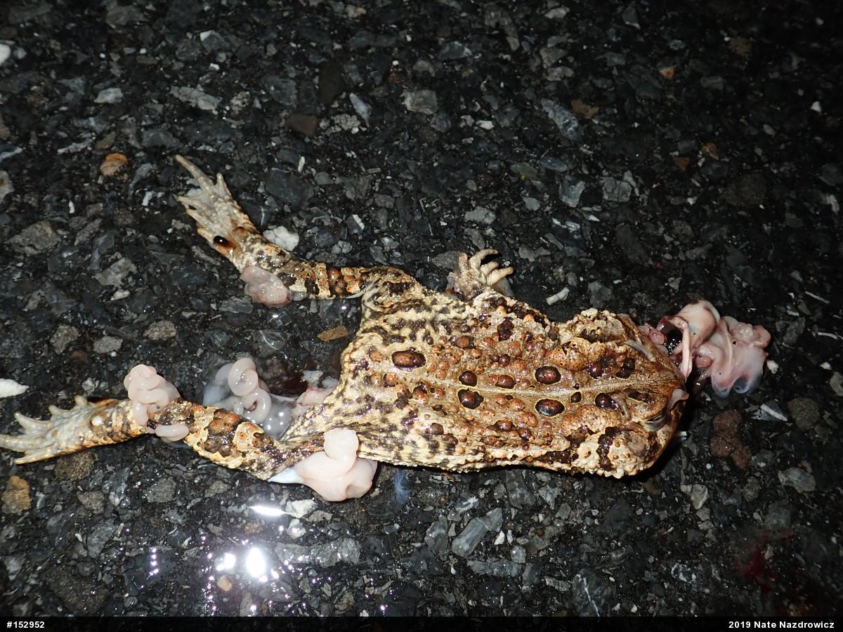 Eastern American Toad