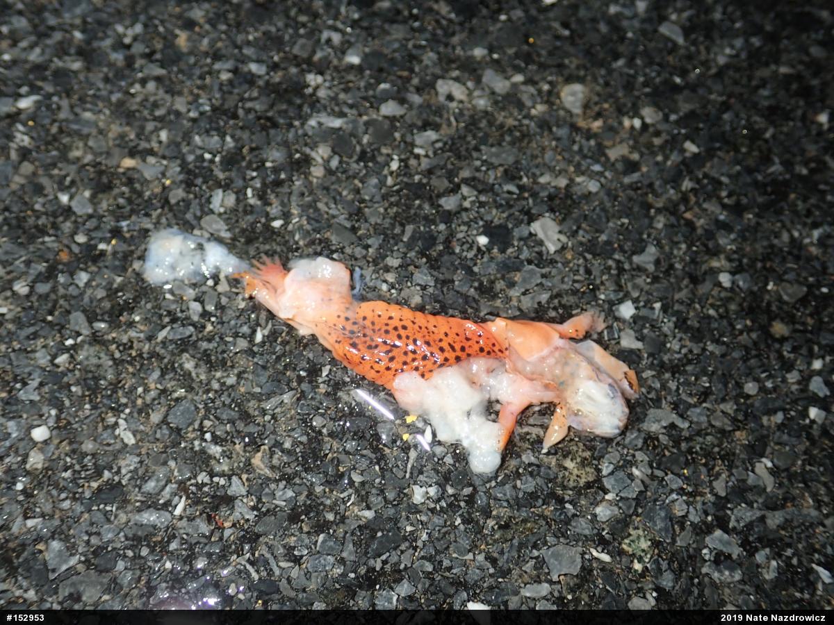 Northern Red Salamander