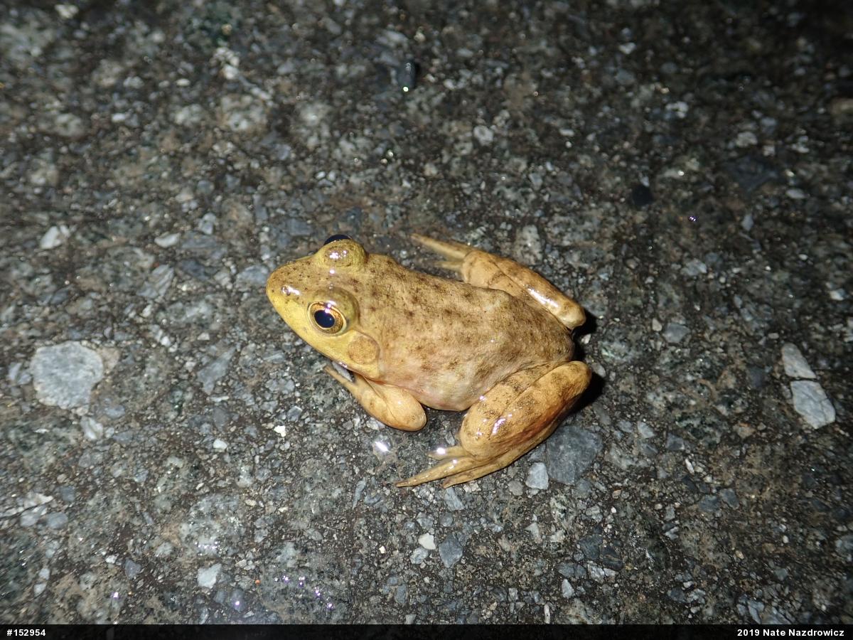 American Bullfrog