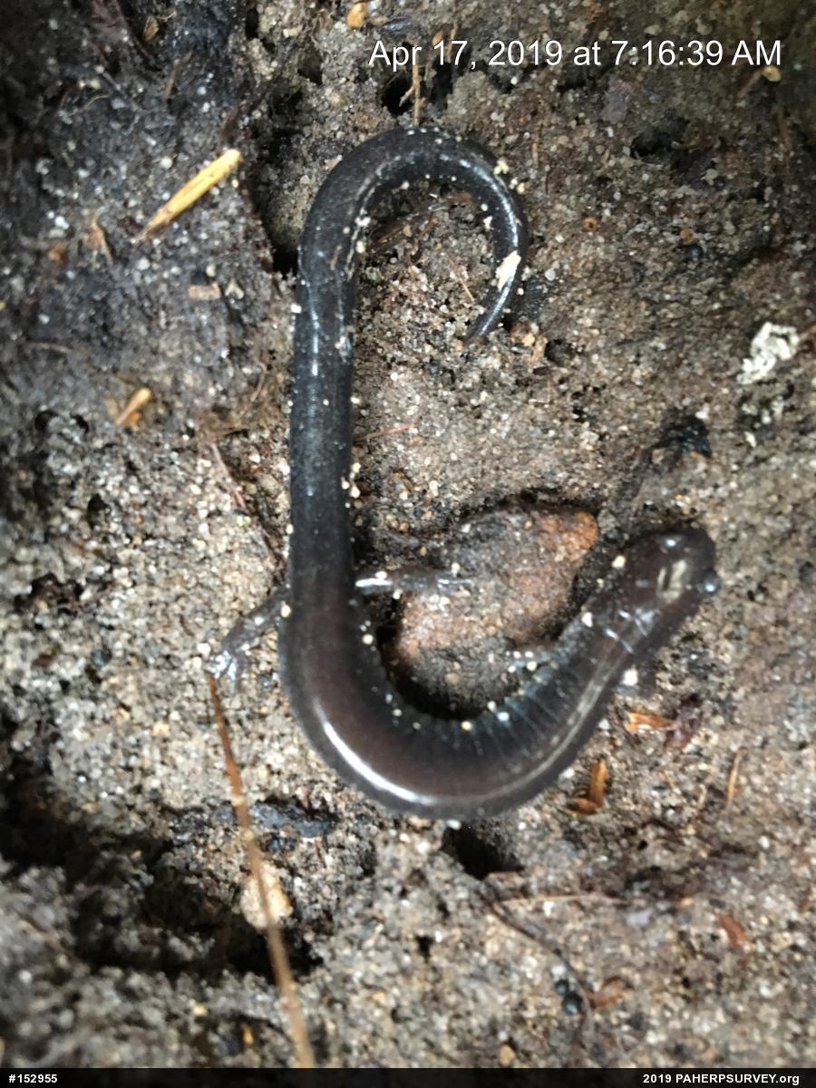 Eastern Red-backed  Salamander