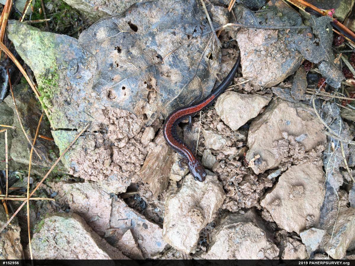 Eastern Red-backed  Salamander