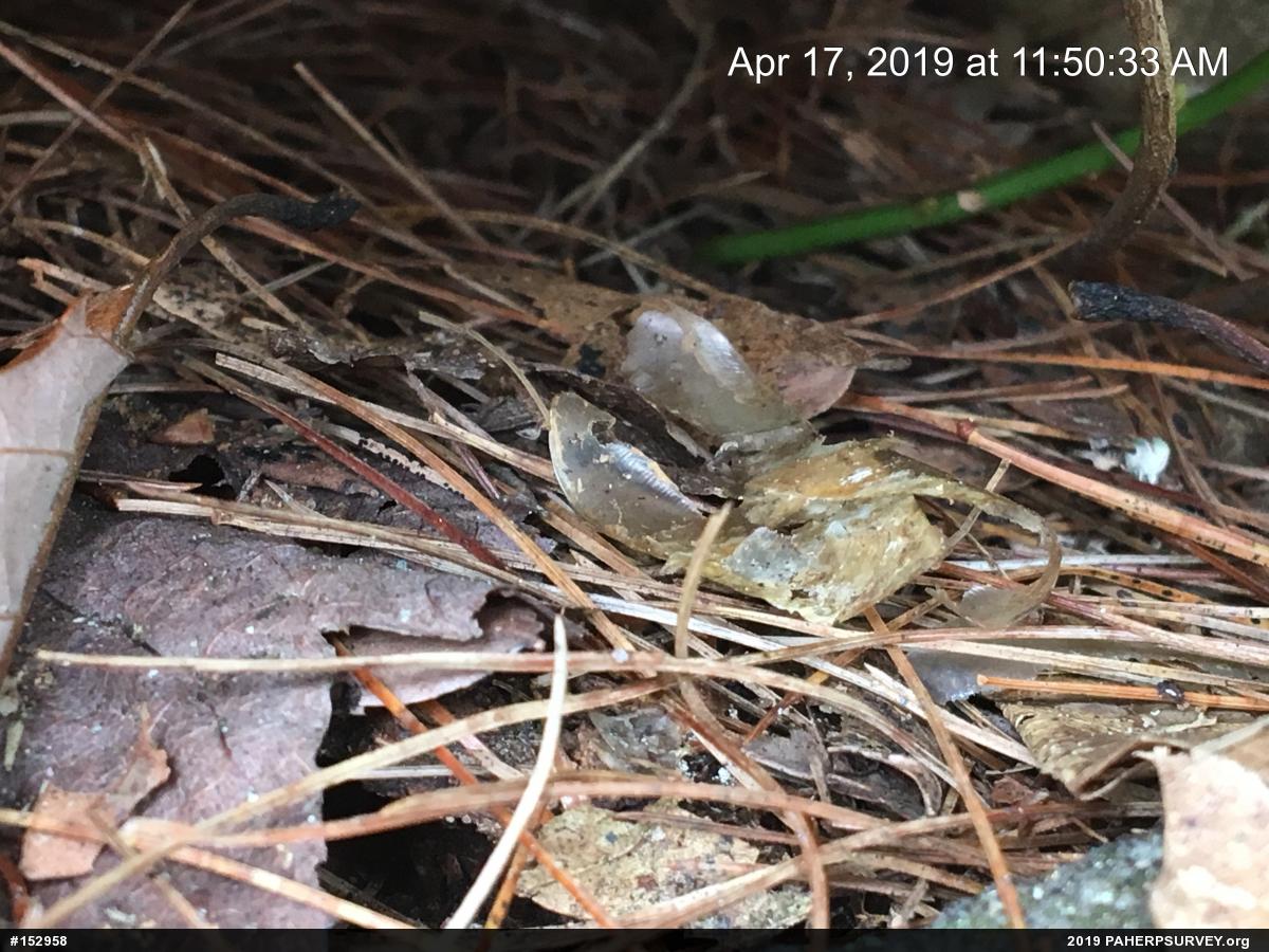 Timber Rattlesnake