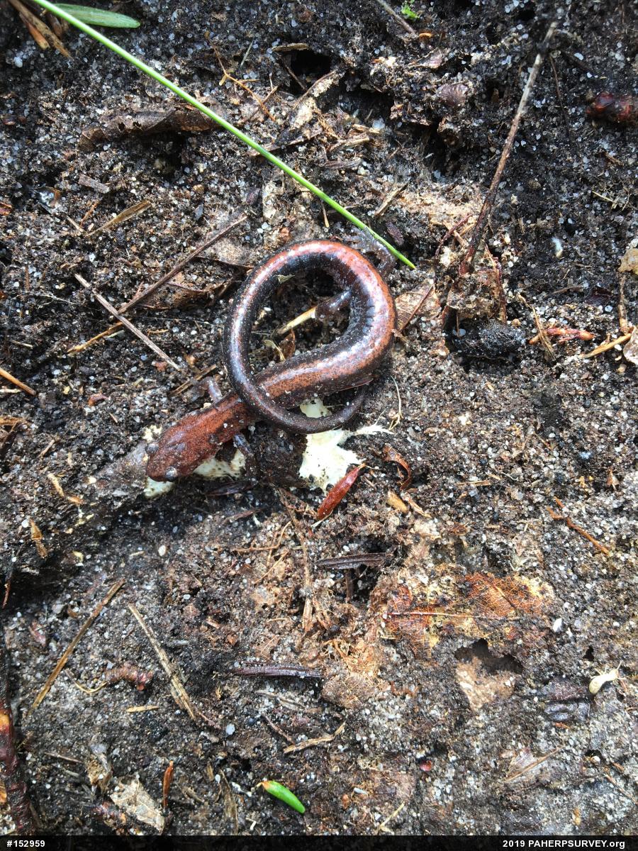 Eastern Red-backed  Salamander