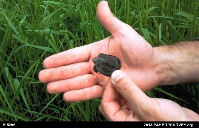 Snapping Turtle