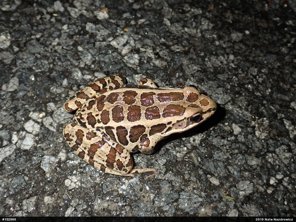 Pickerel Frog