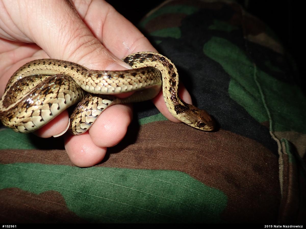 Eastern Gartersnake