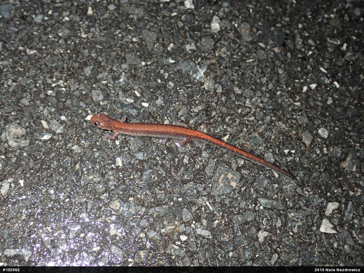 Eastern Red-backed  Salamander