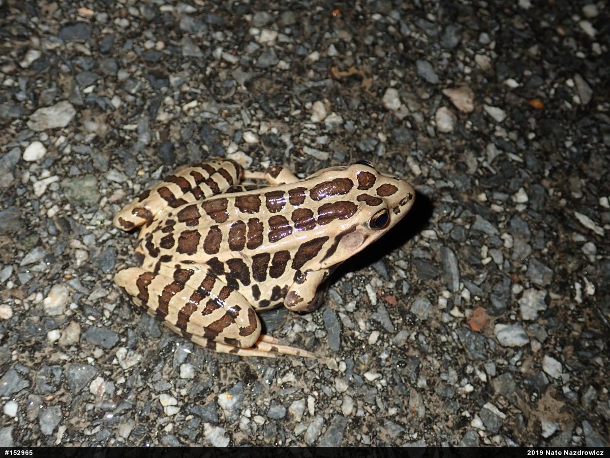 Pickerel Frog