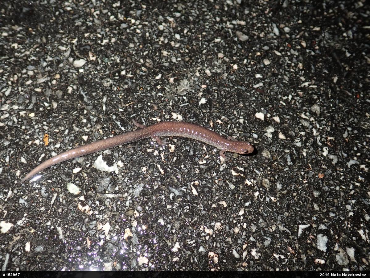 Eastern Red-backed  Salamander