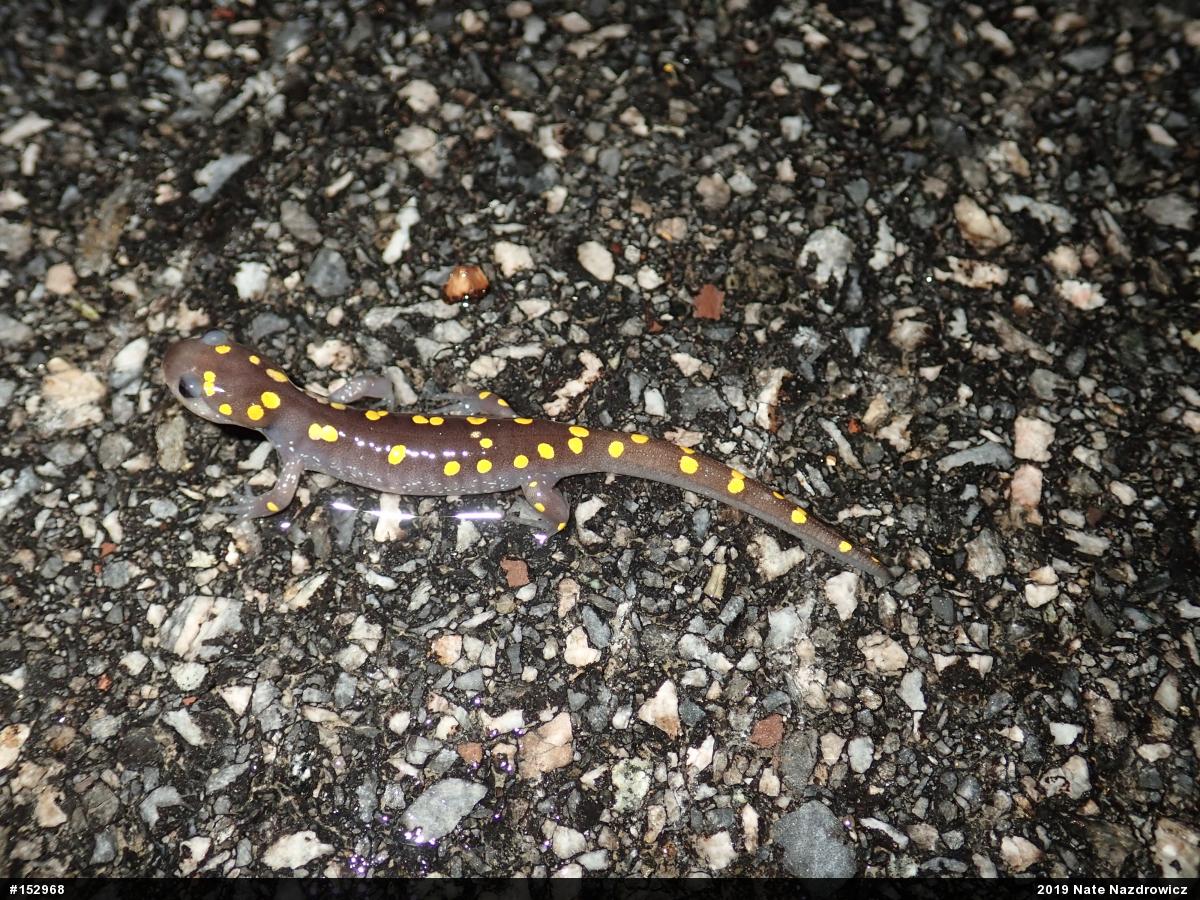 Spotted Salamander