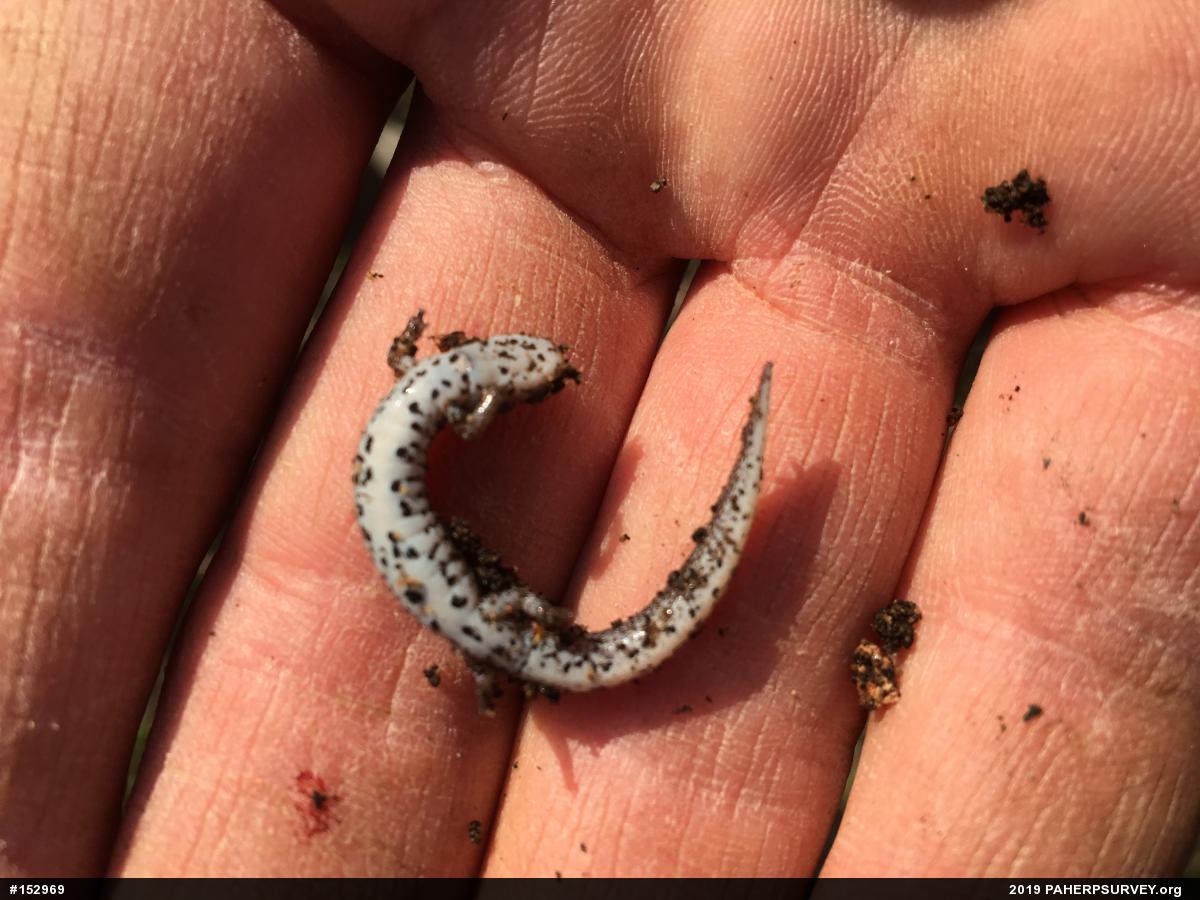 Four-toed Salamander