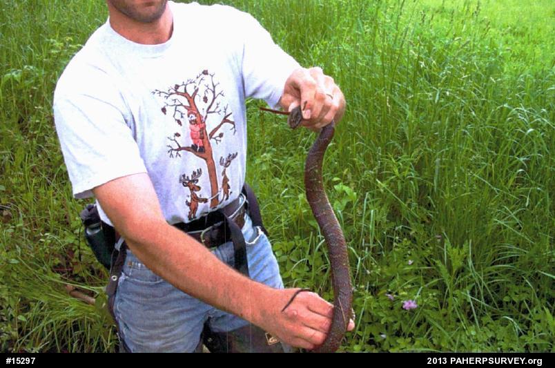 Northern Watersnake