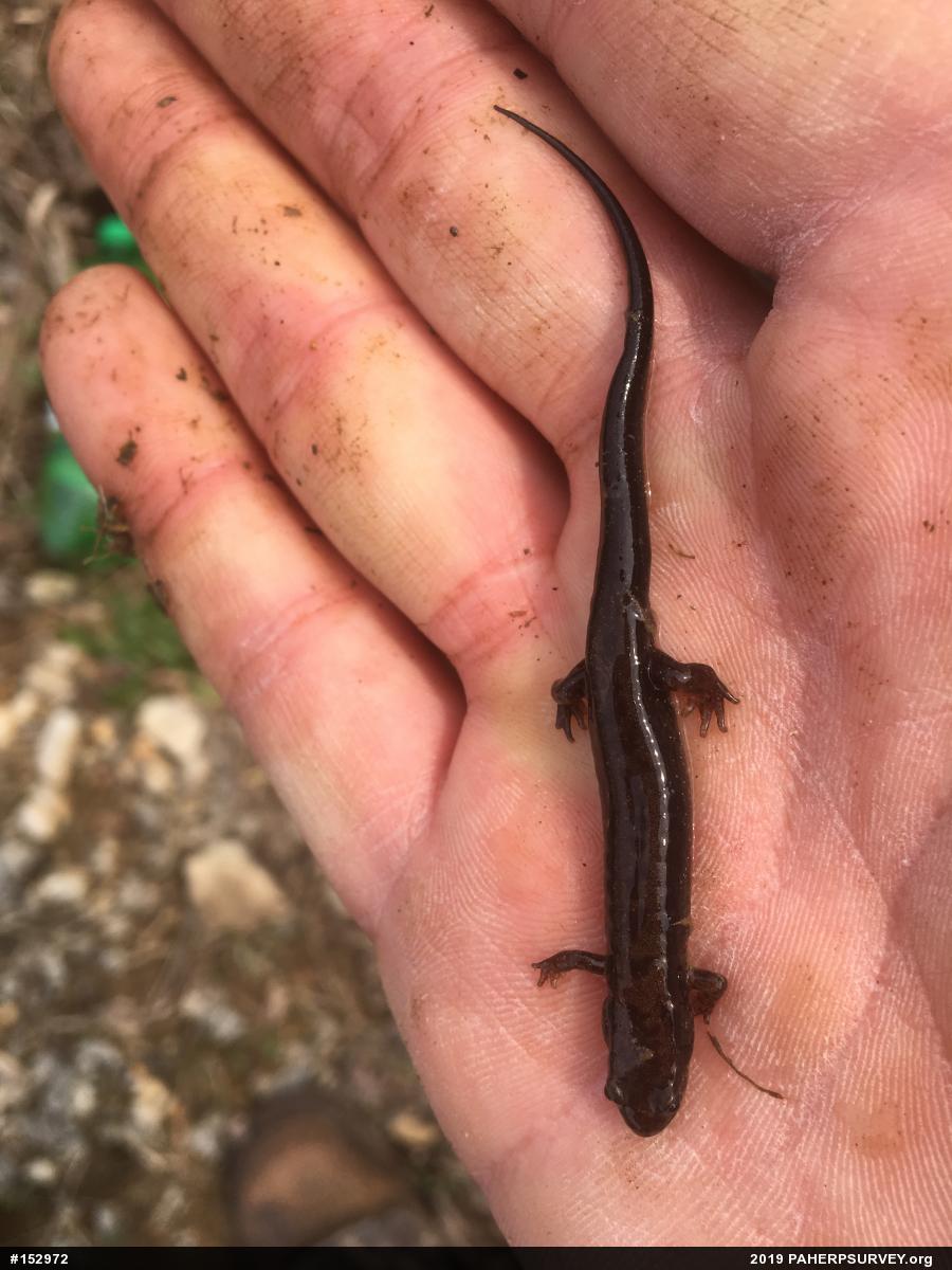 Allegheny Mountain Dusky Salamander