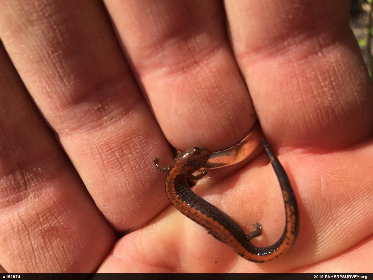 Eastern Red-backed  Salamander