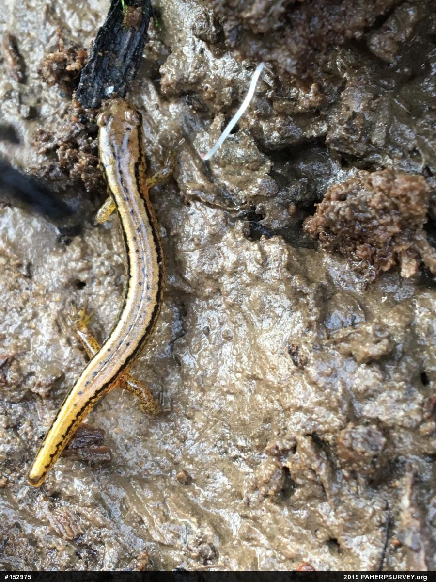 Northern Two-lined Salamander
