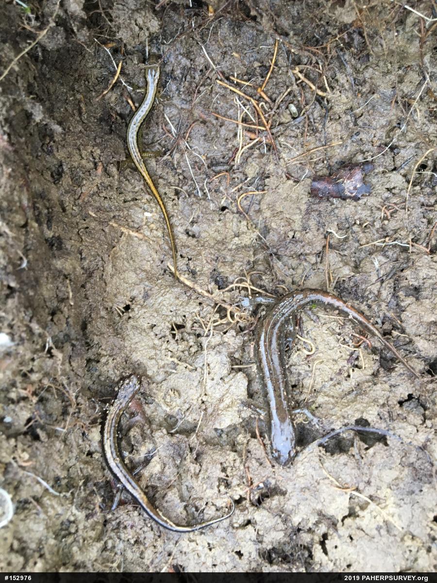 Northern Dusky Salamander