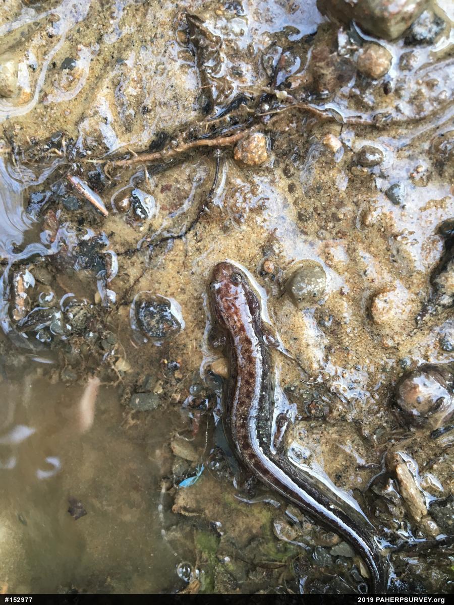 Allegheny Mountain Dusky Salamander