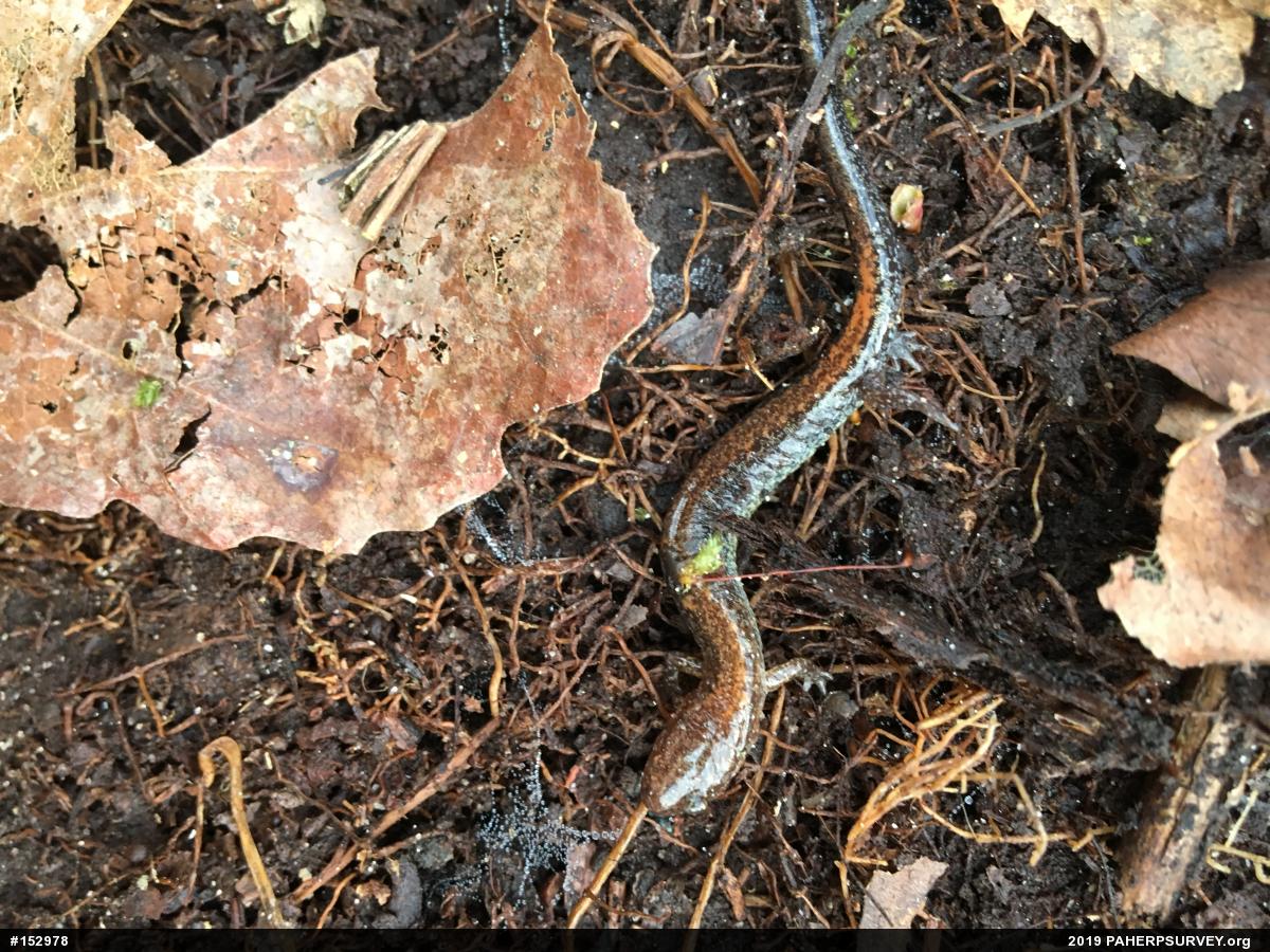 Eastern Red-backed  Salamander