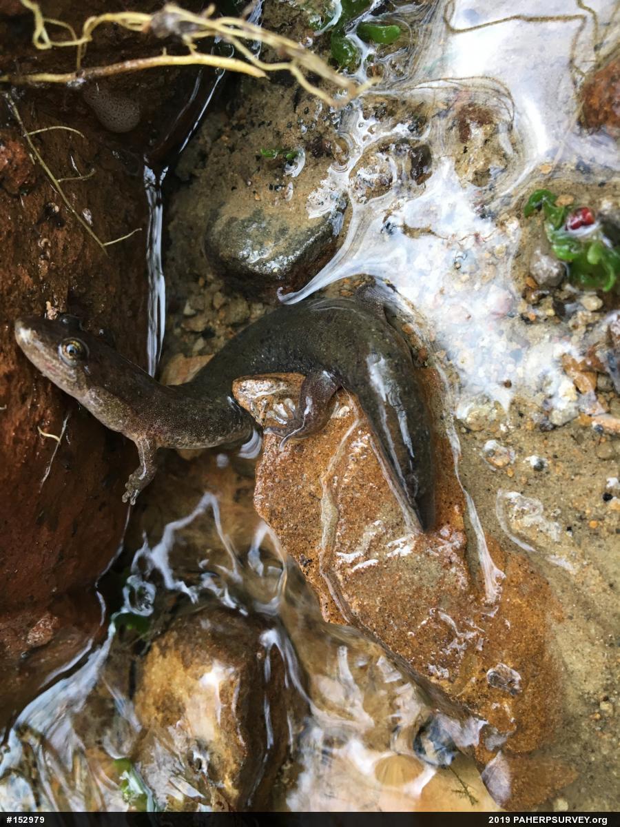 Northern Dusky Salamander