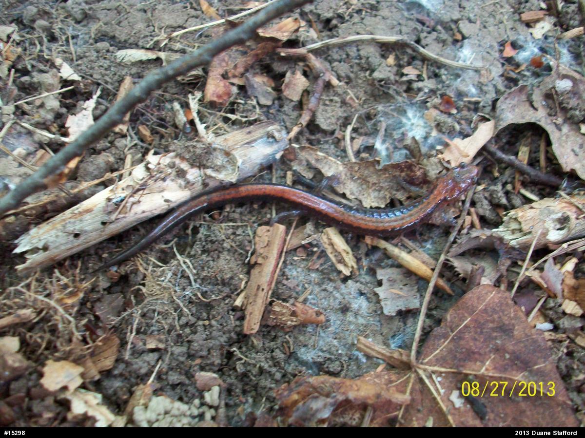 Eastern Red-backed  Salamander