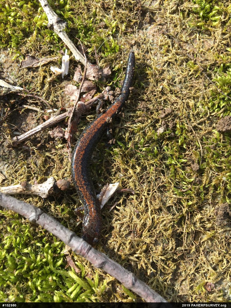 Eastern Red-backed  Salamander